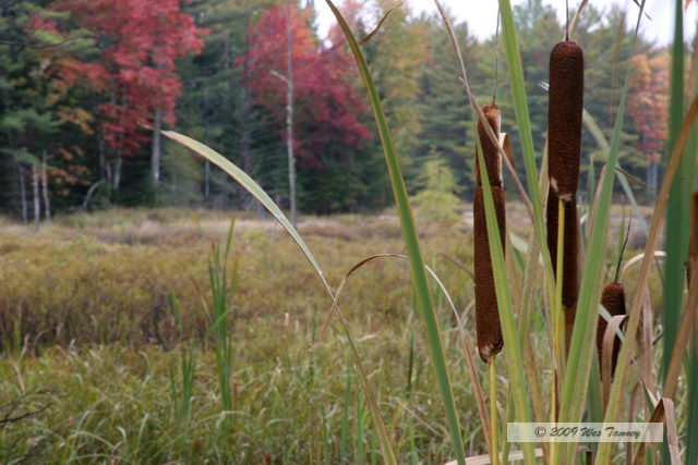 2009_10_04-AlgonquinPark_2426-web.jpg