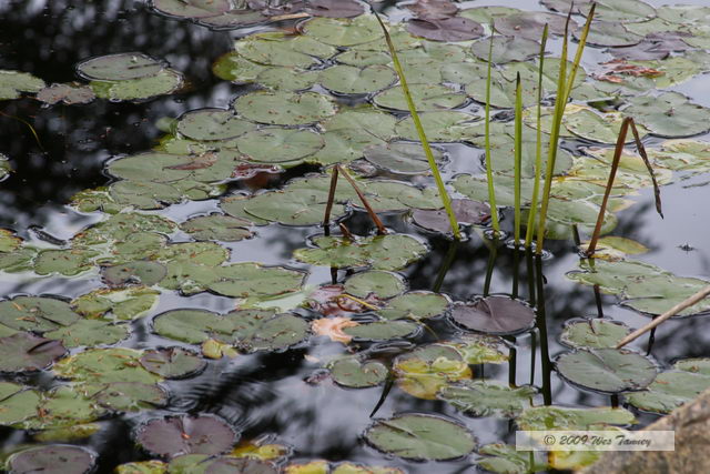 2009_10_04-AlgonquinPark_2445-web.jpg