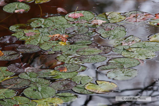 2009_10_04-AlgonquinPark_2453-web.jpg