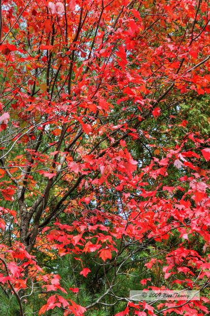 2009_10_04-AlgonquinPark_2703_1_2-web.jpg