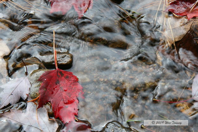 2009_10_04-AlgonquinPark_2710-web.jpg