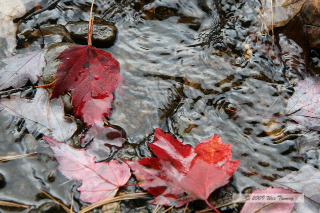 2009_10_04-AlgonquinPark_2716-web.jpg