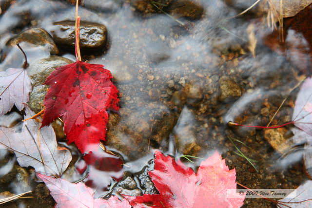 2009_10_04-AlgonquinPark_2721-web.jpg