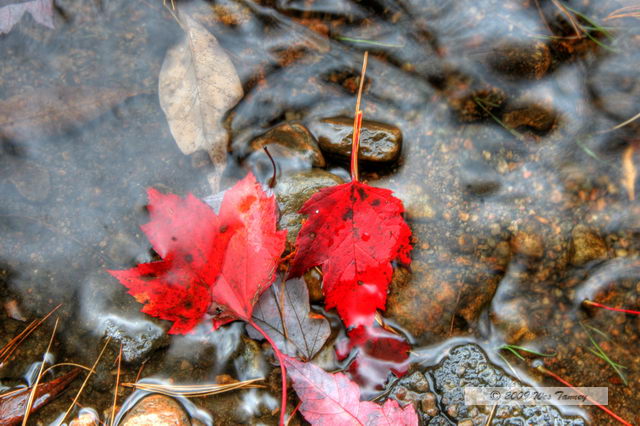 2009_10_04-AlgonquinPark_2729_7_8-web.jpg