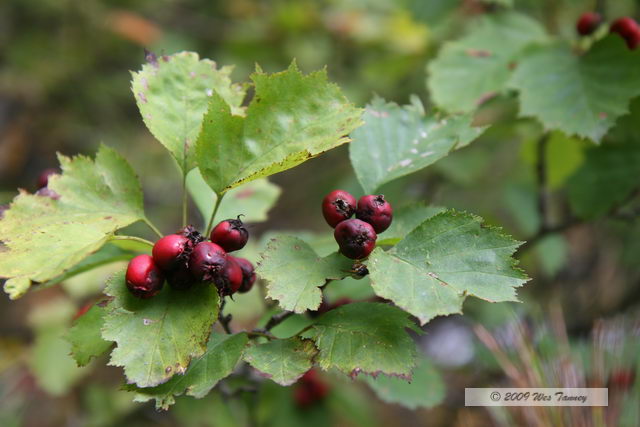 2009_10_04-AlgonquinPark_2747-web.jpg