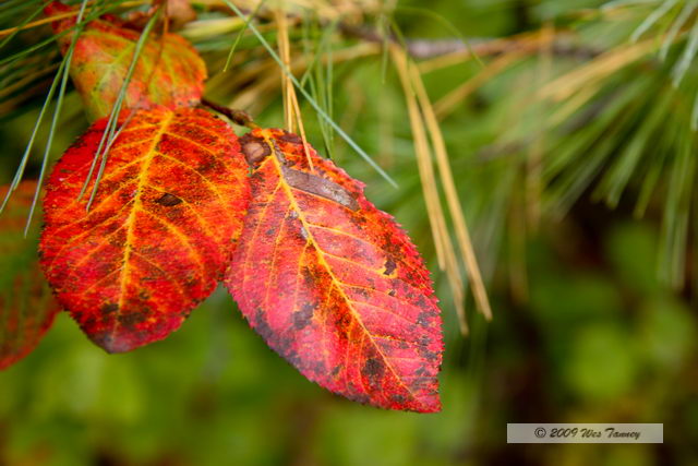 2009_10_04-AlgonquinPark_2751-web.jpg