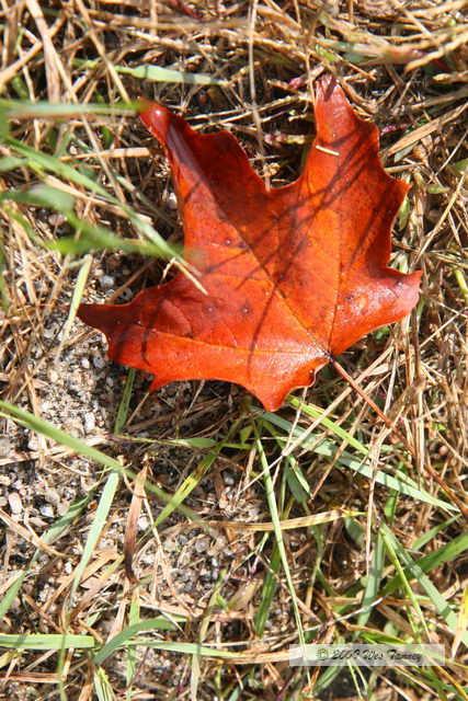 2009_10_04-AlgonquinPark_2793-web.jpg