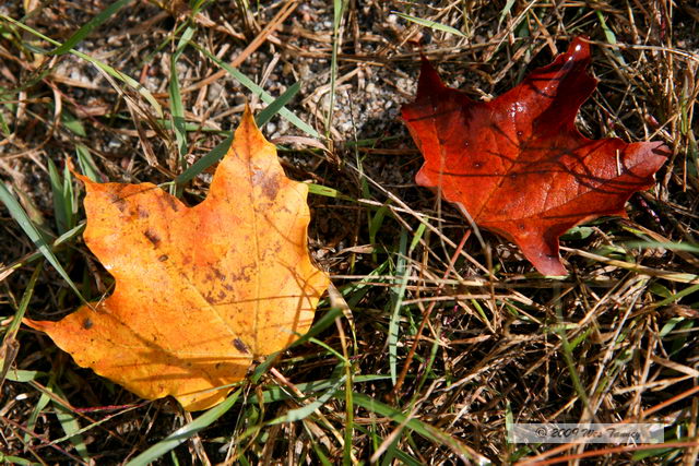 2009_10_04-AlgonquinPark_2801-web.jpg