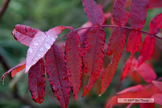 2009_10_04-AlgonquinPark_2830-web.jpg