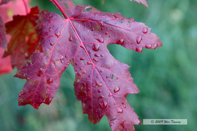 2009_10_04-AlgonquinPark_2857-web.jpg