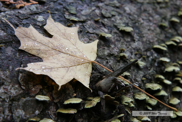 2009_10_12-Highway35FallColours_3005-web.jpg