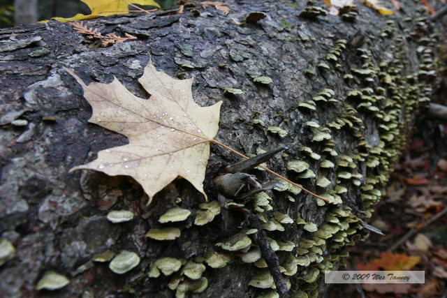 2009_10_12-Highway35FallColours_3009-web.jpg