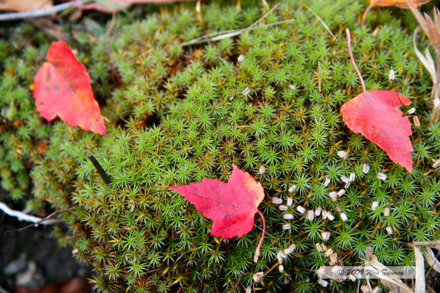 2009_10_12-Highway35FallColours_3275-web.jpg