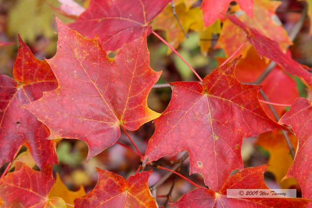 2009_10_12-Highway35FallColours_3280-web.jpg