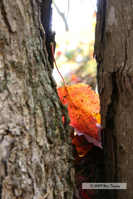 2009_10_12-Highway35FallColours_3291-web.jpg