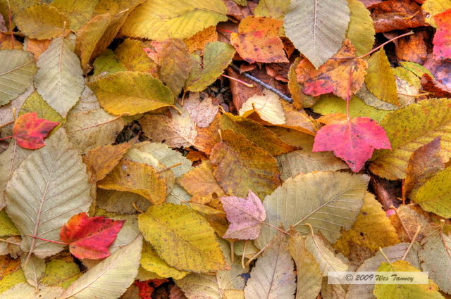 2009_10_12-Highway35FallColours_3434_2_3-web.jpg