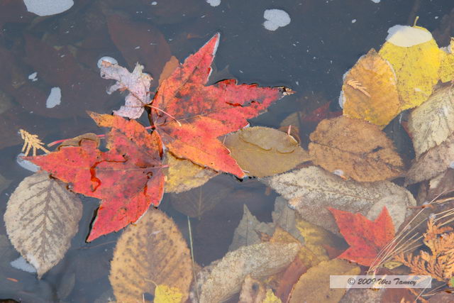 2009_10_12-Highway35FallColours_3468-web.jpg