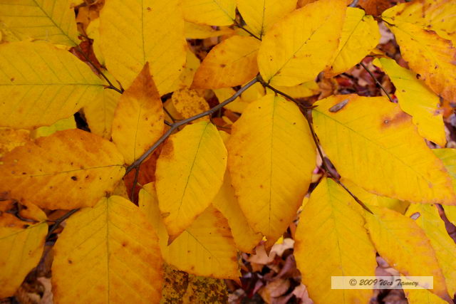 2009_10_12-Highway35FallColours_3525-web.jpg