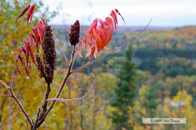 2009_10_12-Highway35FallColours_3718-web.jpg