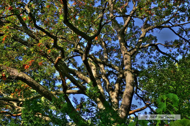 2009_10_17-HighPark_3785_3_4-web.jpg