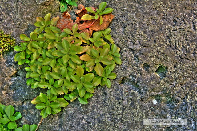 2009_10_17-HighPark_3794_1_3a-web.jpg