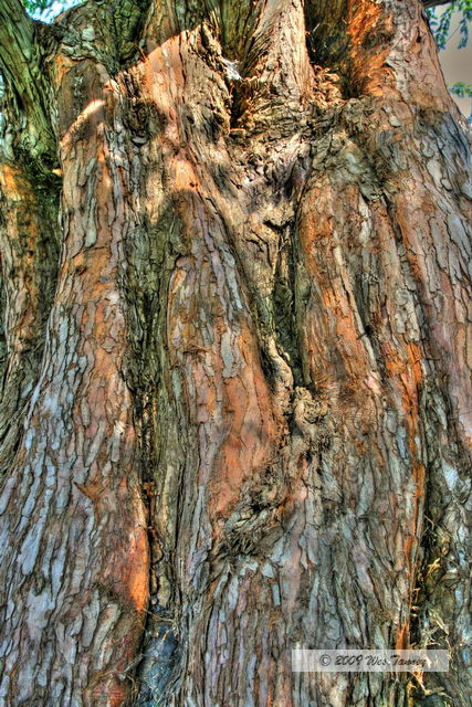 2009_10_17-HighPark_3907_5_6-web.jpg