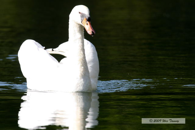 2009_10_17-HighPark_4033-web.jpg