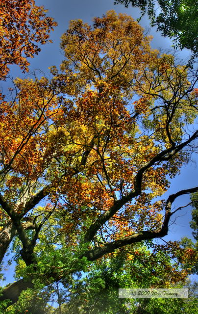 2009_10_17-HighPark_4098_6_7-web.jpg