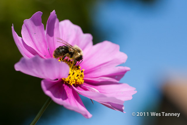 2011 10 23-Flowers&Bee-0764-web