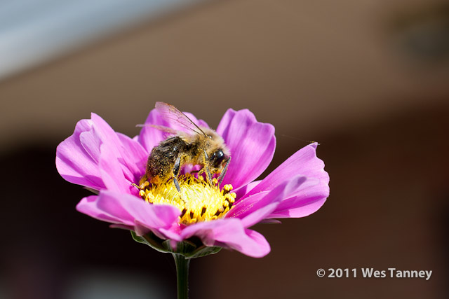 2011 10 23-Flowers&Bee-0783-web