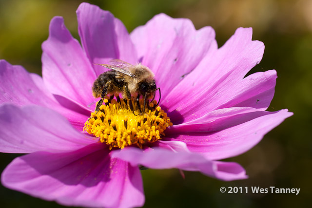 2011 10 23-Flowers&Bee-0836-web