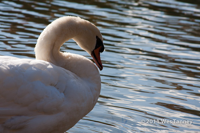 2011 11 04-HighPark-1429-web