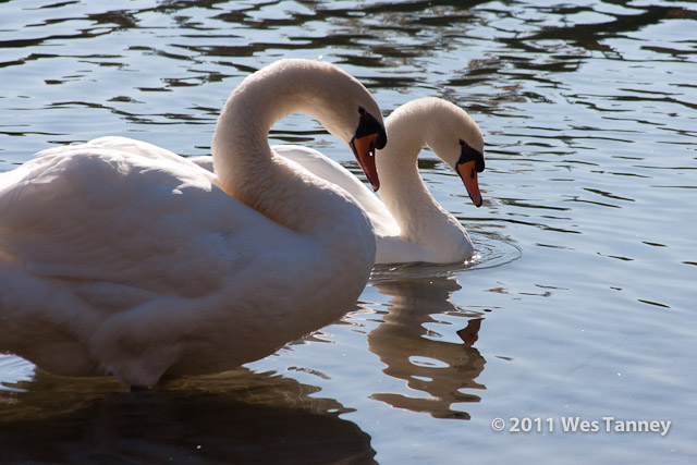 2011 11 04-HighPark-1447-web