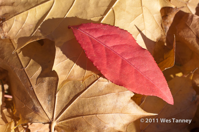 2011 11 12-FallBlooms-1603-web