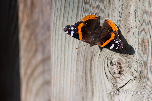 2012 05 03-Butterfly 3012a-web