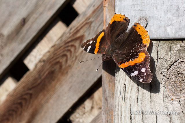 2012 05 03-Butterfly 3021a-web