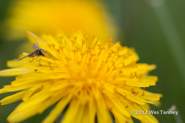 2012 05 04-SpringFlowers 3085a-web