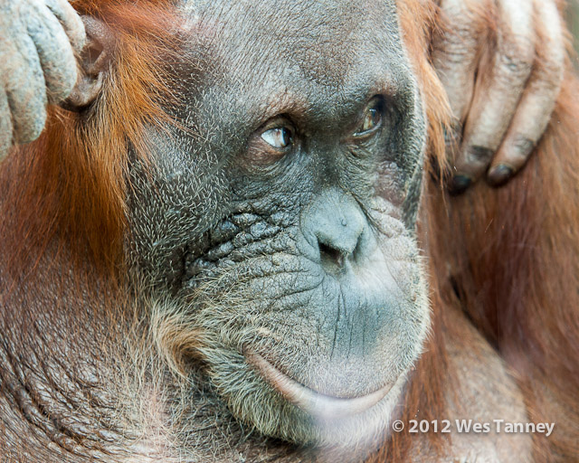 2012 05 12-TorontoZoo 3119a-web