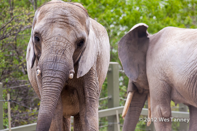 2012 05 12-TorontoZoo 3193a-web