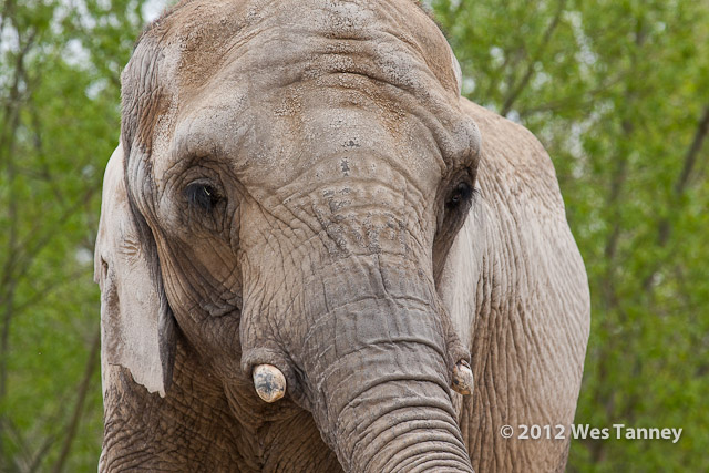 2012 05 12-TorontoZoo 3197a-web