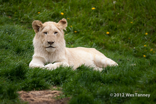 2012 05 12-TorontoZoo 3244a-web