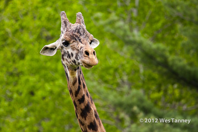 2012 05 12-TorontoZoo 3300a-web