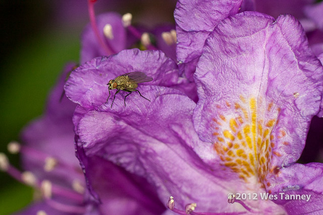 2012 06 02-BackyardFlowers 4734a-web