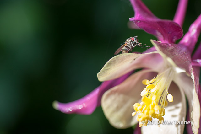 2012 06 02-WetFlowers 4842a-web