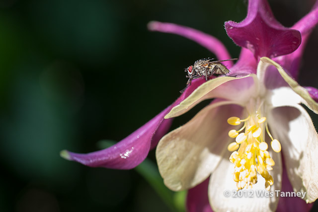 2012 06 02-WetFlowers 4865a-web