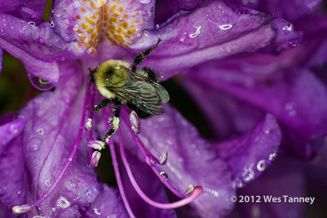 2012 06 02-WetFlowers 4960a-web