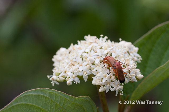 2012 07 03-HumberBay 7343a-web