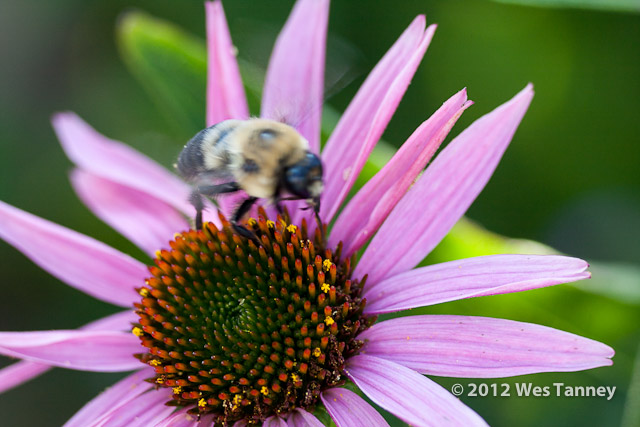 2012 07 28-EveningFlowers 8388a-web