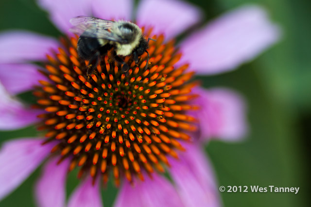 2012 07 28-EveningFlowers 8437a-web