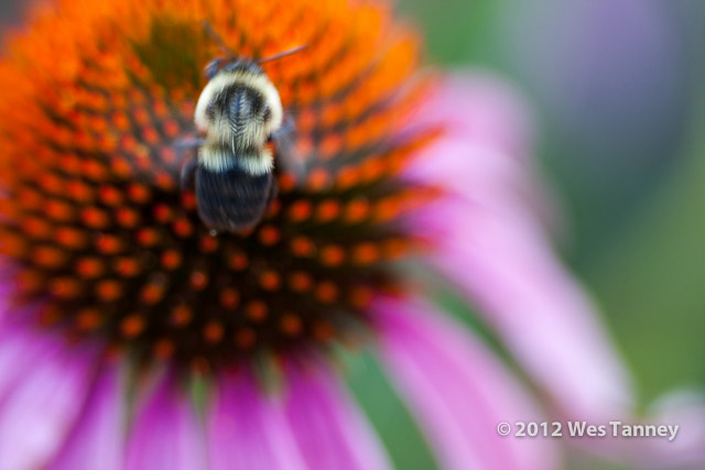 2012 07 28-EveningFlowers 8439a-web